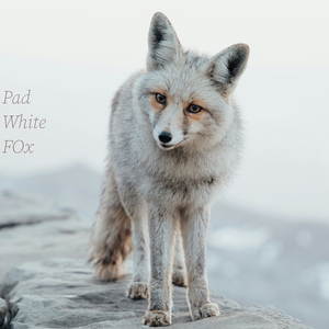 white fox