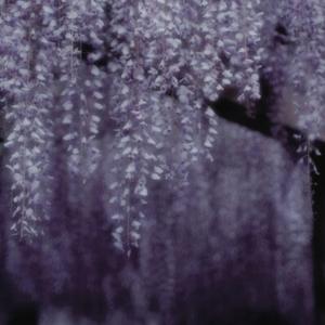 Wisteria (Slowed)