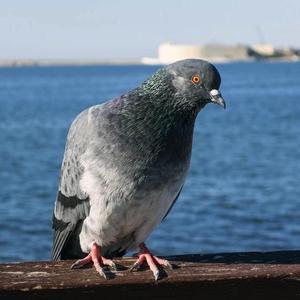 鸽子_纯歌版（翻自 洛天依）