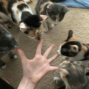 云烟成雨-房东的猫.wav