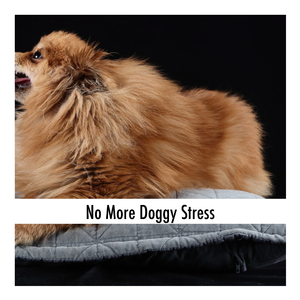 Chill Out Doggy Bliss