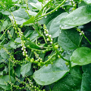 Huong Com (Original)