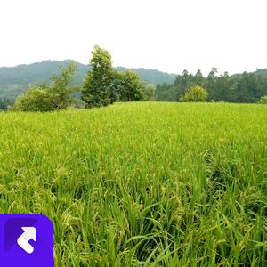 《田野的守望》小石头