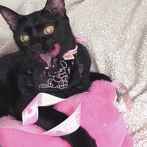 法老，DDG，KnowKnow-C级浪漫（Niny Edit）