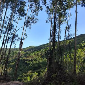 冰晶执念