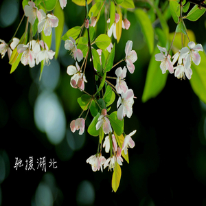驰援湖北