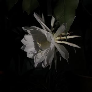 LDR（Original Mix）