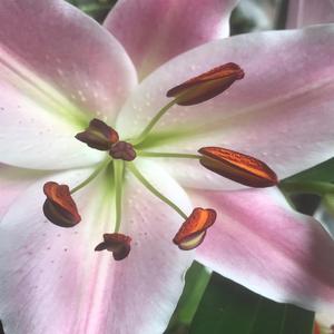 June 2022 Full Moon in Capricorn Miniature: Man and Nature