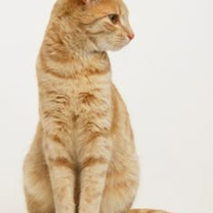 Gun In My Hand (slowed)