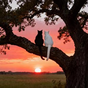 Say ‘I Love You’ Instead