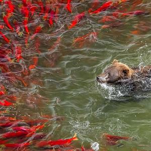 Salmon's Heaven