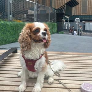 Spaniel Rain Drift