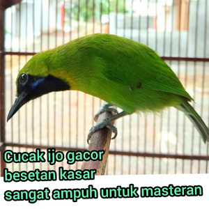Cucak Ijo Gacor Besetan Kasar Sangat Ampuh Untuk Masteran