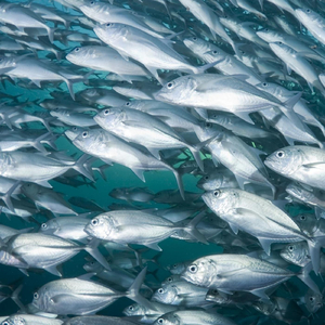 Fish Like to Swim