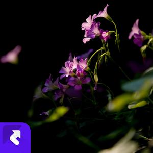 伴君品岁月沉香