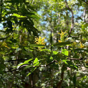 A Xilitla (Demo)