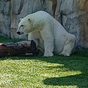 Wrecked Among Heathen Dreams