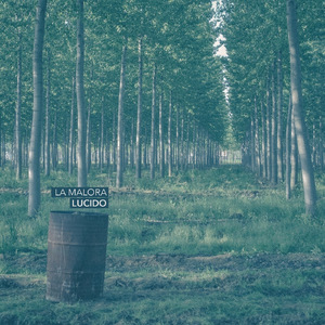 Lucido