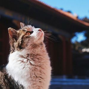 调皮猫咪