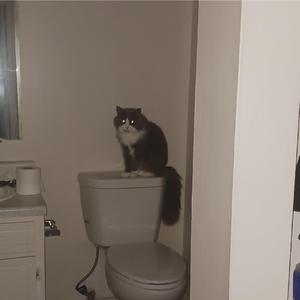 i have euthanized that dog in me