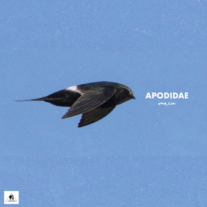 Apodidae