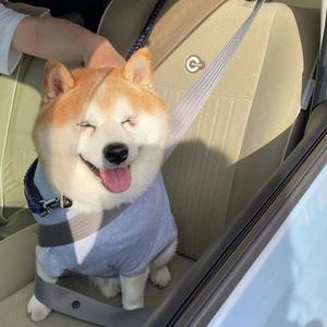 碌碌（翻自 花粥）