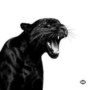 704 (feat. Thylloze Vane)