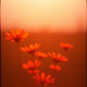 불꽃처럼 (Play With Fire – Sentimental Ver.) by Gentle Swing Music