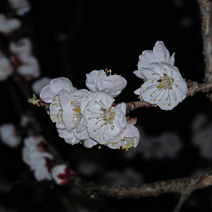 你和雪有一个共同点 转瞬即逝