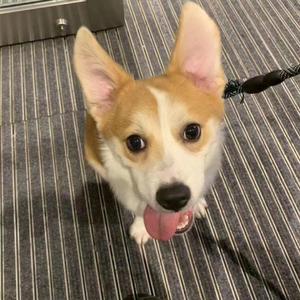 一次就好(cover杨宗纬)