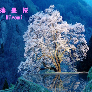 薄墨桜
