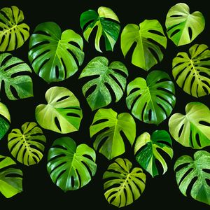 春：五月的梦之歌(Spring:Dream Song in May)