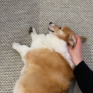 独特魅力的绚烂绽放