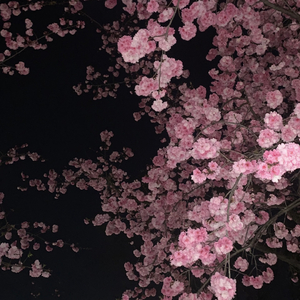 花都开了，你呢.wav