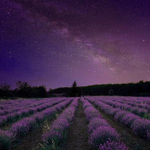 爱的梦幻 (催眠曲快速入睡)