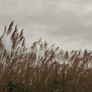 自我拉扯