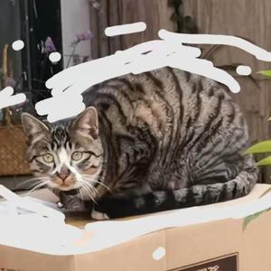 猫猫祟祟