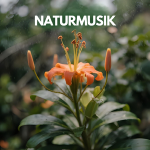 Meditieren (mit Regengeräuschen)