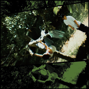 ROLL THE DICE (feat. Sadajyo)