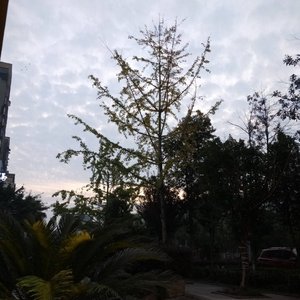 原来你不是木讷的树