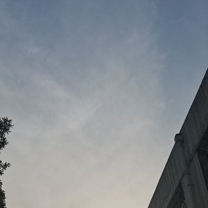 失踪的苹果树