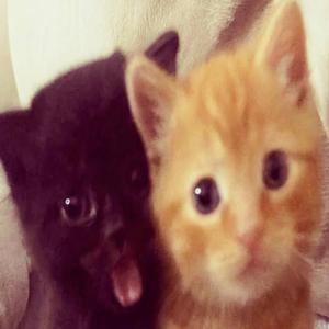 Apeezy Punk Edition (feat. Re)