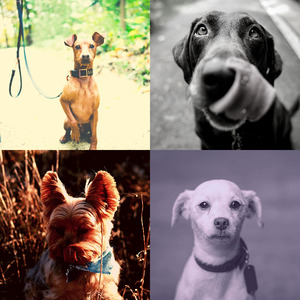 一尘不染小狗印象数