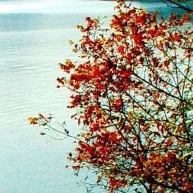 明不明白我的爱