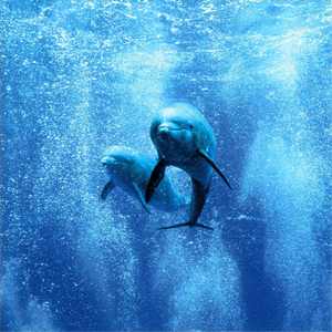 無 × 石庭 0 × Stone Garden