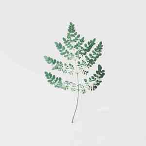 红模仿 (尤克里里)