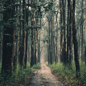 Pine