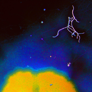 Ya (I Told Them Not to **** with Me)