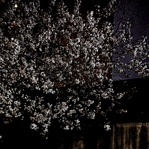 染春（cover：回春丹&feat.宴）