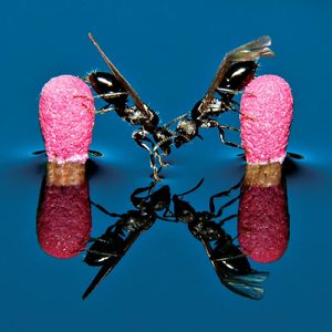 A Prayer for Owen Meany